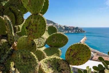 Nice 'in gözlem güvertesinde denize bakan güneşli bir günde çiçek açan dikenli armut kaktüsü. Fransa. Yüksek kalite fotoğraf