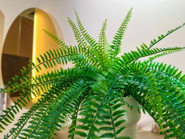 Parlak yeşil nephrolepis aynanın önündeki rafta duruyor. Evin içinde bitkiler var. Yüksek kalite fotoğraf
