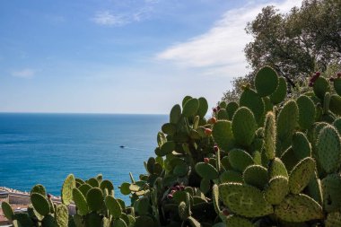 Nice 'in gözlem güvertesinde denize bakan güneşli bir günde çiçek açan dikenli armut kaktüsü. Fransa. Yüksek kalite fotoğraf