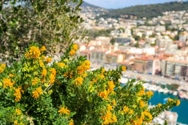 Nice şehrinin manzarası, sarı çiçekli gözlem güvertesinden. Fransa 'nın Cote dAzur' unda bir şehir. Yüksek kalite fotoğraf