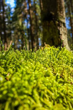 Ormandaki bir kayanın üzerinde büyüyen yeşil parlak yosunların yakın çekimi. Kuzeye bakan doğal bir mucize. Yüksek kalite fotoğraf