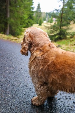 Kırmızı cocker spaniel ormanda yürüyüş yapıyor, dikiz manzaralı. Bir köpeğe yakın çekim. Yüksek kalite fotoğraf
