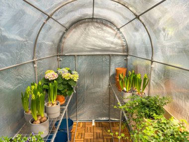 Çiçek fideleri bir serada duruyor. Yeşil bitkiler yetiştirmek için sera çerçevesi. Yüksek kalite fotoğraf