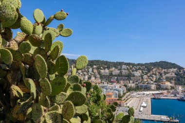 Nice 'in gözlem güvertesinde denize bakan güneşli bir günde çiçek açan dikenli armut kaktüsü. Fransa. Yüksek kalite fotoğraf