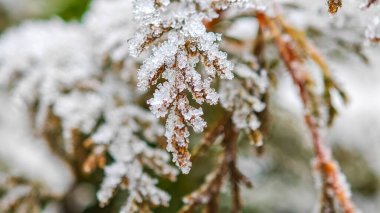 Sarı thuja iğneleri ve dalları, kozalaklı kozalaklı, soğuk bir sabah. Çiçek arkaplan. Çiçek dokusu. - Evet. Yüksek kalite fotoğraf