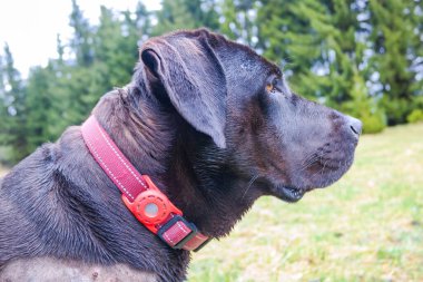 Labrador köpeği kırmızı yakalı. Tasmada köpeğin yerini belirlemek için GPS vericisi var. Kayıplara karşı bir cihaz. Yüksek kalite fotoğraf
