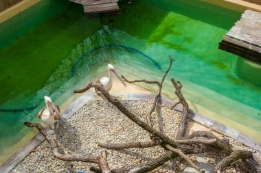 Hayvanat bahçesindeki iki pelikan hayvanat bahçesindeki göletlerinin yanında yürür ve beslenmelerini beklerler. Güneşli bir gün. Yüksek kalite fotoğraf