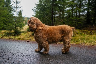 Kırmızı cocker spaniel ormanda yürüyüşe çıkmış, yan manzara. Köpek yolda yürüyor. Yüksek kalite fotoğraf