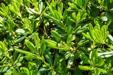 Yoğun ve gür dokusunu gösteren parlak yeşil yaprakların yakın çekimi. Yapraklar yuvarlak ve parlak renklidir. Çit. Yüksek kalite fotoğraf
