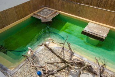 Hayvanat bahçesindeki iki pelikan hayvanat bahçesindeki göletlerinin yanında yürür ve beslenmelerini beklerler. Güneşli bir gün. Yüksek kalite fotoğraf