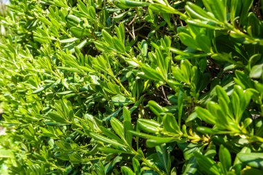 Yoğun ve gür dokusunu gösteren parlak yeşil yaprakların yakın çekimi. Yapraklar yuvarlak ve parlak renklidir. Çit. Yüksek kalite fotoğraf