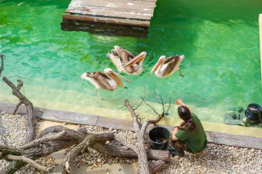 Brno, Çek Cumhuriyeti - 13 Nisan 2025: Hayvanat bahçesi çalışanı üç pelikanı balıkla besliyor. Güneşli bir gün ve çocuklar için canlı biyoloji dersleri. Yüksek kalite fotoğraf