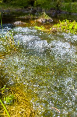 Suda kurbağa havyarı. Gölette kurbağa yavrularının doğumu. Kurbağa havyarı. Ormandaki bir bataklıkta. Yüksek kalite fotoğraf