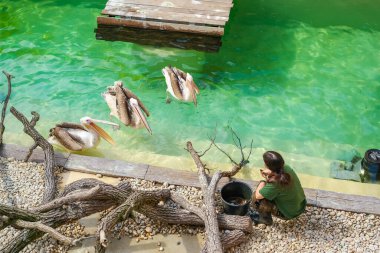 Brno, Çek Cumhuriyeti - 13 Nisan 2025: Hayvanat bahçesi çalışanı üç pelikanı balıkla besliyor. Güneşli bir gün ve çocuklar için canlı biyoloji dersleri. Yüksek kalite fotoğraf