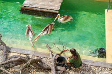 Brno, Çek Cumhuriyeti - 13 Nisan 2025: Hayvanat bahçesi çalışanı üç pelikanı balıkla besliyor. Güneşli bir gün ve çocuklar için canlı biyoloji dersleri. Yüksek kalite fotoğraf