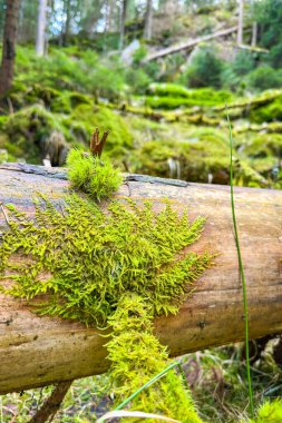Ormanda yaprak şeklinde yeşil yosun ile kaplanmış bir kütük. Kar tanesi gibi güzel bir yosun deseni. Yüksek kalite fotoğraf