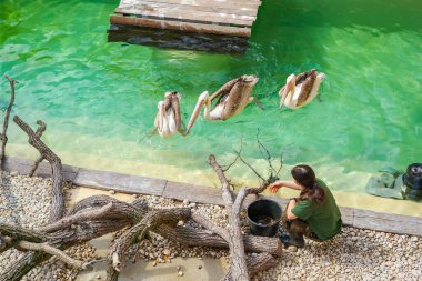 Brno, Çek Cumhuriyeti - 13 Nisan 2025: Hayvanat bahçesi çalışanı üç pelikanı balıkla besliyor. Güneşli bir gün ve çocuklar için canlı biyoloji dersleri. Yüksek kalite fotoğraf