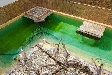 Hayvanat bahçesindeki iki pelikan hayvanat bahçesindeki göletlerinin yanında yürür ve beslenmelerini beklerler. Güneşli bir gün. Yüksek kalite fotoğraf