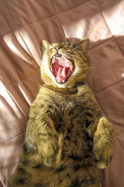 Tekir kedi yatakta uzanıyor ve geniş bir alana yayılıyor. Dikey