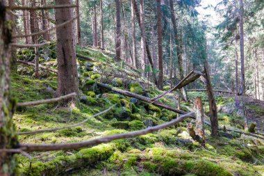 Yosun, devrilmiş ağaçlar ve taşlarla kaplı güzel, sık bir orman. Turistlerden saklanan yosun ormanı. Yüksek kalite fotoğraf