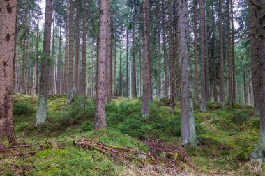 Yosun, devrilmiş ağaçlar ve taşlarla kaplı güzel, sık bir orman. Turistlerden saklanan yosun ormanı. Yüksek kalite fotoğraf