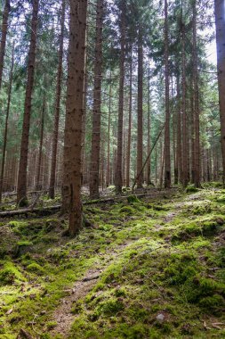 Yosun, devrilmiş ağaçlar ve taşlarla kaplı güzel, sık bir orman. Turistlerden saklanan yosun ormanı. Yüksek kalite fotoğraf
