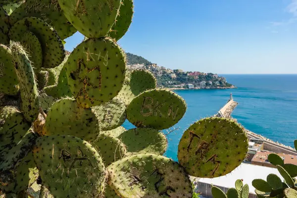 Nice 'in gözlem güvertesinde denize bakan güneşli bir günde çiçek açan dikenli armut kaktüsü. Fransa. Yüksek kalite fotoğraf