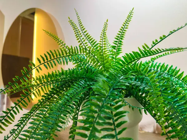Parlak yeşil nephrolepis aynanın önündeki rafta duruyor. Evin içinde bitkiler var. Yüksek kalite fotoğraf