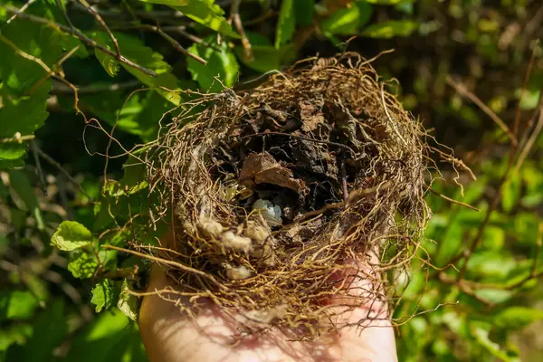 Küçük bir kırlangıç yuvası, güneşli bir günde bir ağacın dallarında bir kuş yatar. Hatunsuz testisleri kırılmış. Yüksek kalite fotoğraf