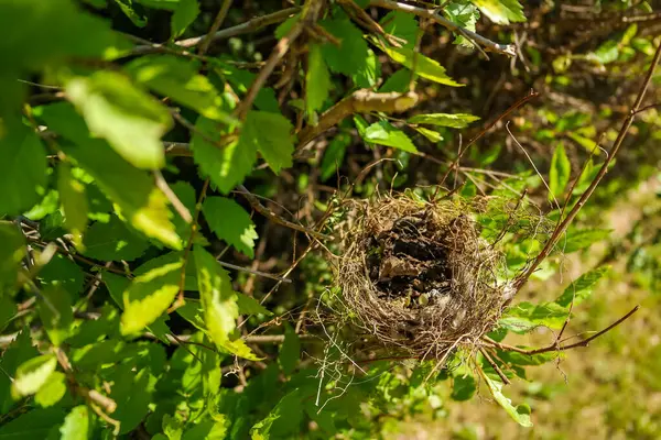 Küçük bir kırlangıç yuvası, güneşli bir günde bir ağacın dallarında bir kuş yatar. Hatunsuz testisleri kırılmış. Yüksek kalite fotoğraf