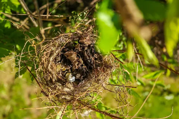 Küçük bir kırlangıç yuvası, güneşli bir günde bir ağacın dallarında bir kuş yatar. Hatunsuz testisleri kırılmış. Yüksek kalite fotoğraf