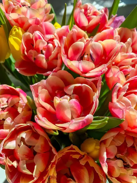 Kırmızı laleleri açın. Yakın plan. Vazodaki bir buketteki güzel bahar çiçekleri. Yüksek kalite fotoğraf