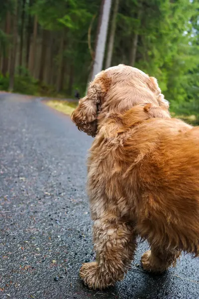 Kırmızı cocker spaniel ormanda yürüyüş yapıyor, dikiz manzaralı. Bir köpeğe yakın çekim. Yüksek kalite fotoğraf