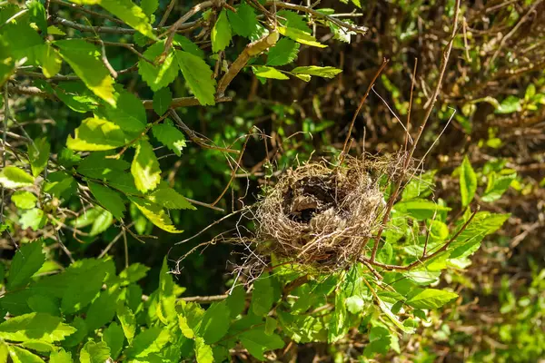 Küçük bir kırlangıç yuvası, güneşli bir günde bir ağacın dallarında bir kuş yatar. Hatunsuz testisleri kırılmış. Yüksek kalite fotoğraf