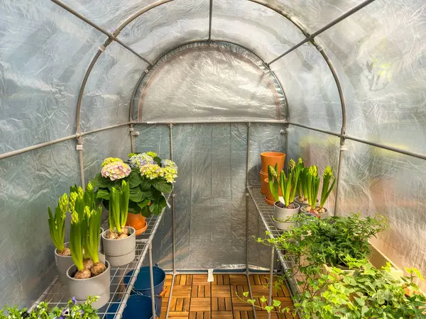 Çiçek fideleri bir serada duruyor. Yeşil bitkiler yetiştirmek için sera çerçevesi. Yüksek kalite fotoğraf
