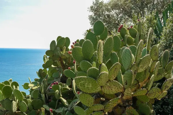 Nice 'in gözlem güvertesinde denize bakan güneşli bir günde çiçek açan dikenli armut kaktüsü. Fransa. Yüksek kalite fotoğraf