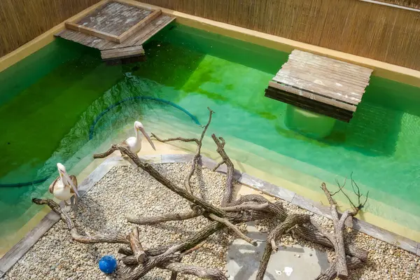 Hayvanat bahçesindeki iki pelikan hayvanat bahçesindeki göletlerinin yanında yürür ve beslenmelerini beklerler. Güneşli bir gün. Yüksek kalite fotoğraf