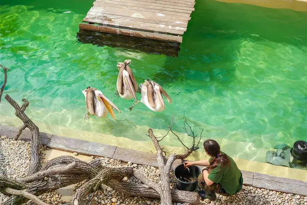 Brno, Çek Cumhuriyeti - 13 Nisan 2025: Hayvanat bahçesi çalışanı üç pelikanı balıkla besliyor. Güneşli bir gün ve çocuklar için canlı biyoloji dersleri. Yüksek kalite fotoğraf