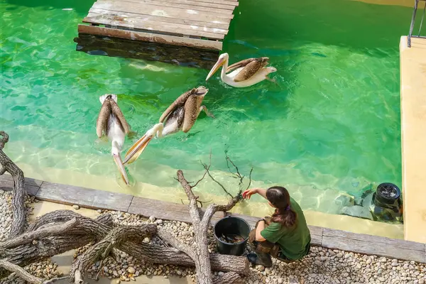 Brno, Çek Cumhuriyeti - 13 Nisan 2025: Hayvanat bahçesi çalışanı üç pelikanı balıkla besliyor. Güneşli bir gün ve çocuklar için canlı biyoloji dersleri. Yüksek kalite fotoğraf