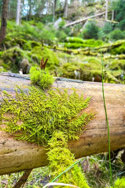 Ormanda yaprak şeklinde yeşil yosun ile kaplanmış bir kütük. Kar tanesi gibi güzel bir yosun deseni. Yüksek kalite fotoğraf