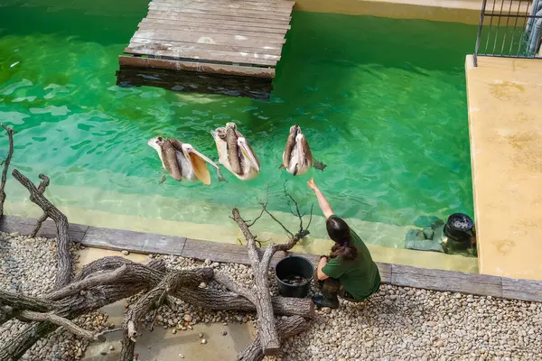 Brno, Çek Cumhuriyeti - 13 Nisan 2025: Hayvanat bahçesi çalışanı üç pelikanı balıkla besliyor. Güneşli bir gün ve çocuklar için canlı biyoloji dersleri. Yüksek kalite fotoğraf