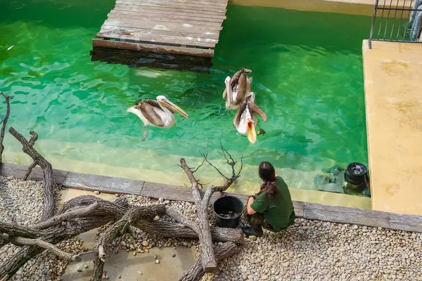 Brno, Çek Cumhuriyeti - 13 Nisan 2025: Hayvanat bahçesi çalışanı üç pelikanı balıkla besliyor. Güneşli bir gün ve çocuklar için canlı biyoloji dersleri. Yüksek kalite fotoğraf