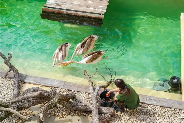 Brno, Çek Cumhuriyeti - 13 Nisan 2025: Hayvanat bahçesi çalışanı üç pelikanı balıkla besliyor. Güneşli bir gün ve çocuklar için canlı biyoloji dersleri. Yüksek kalite fotoğraf