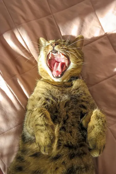 Tekir kedi yatakta uzanıyor ve geniş bir alana yayılıyor. Dikey