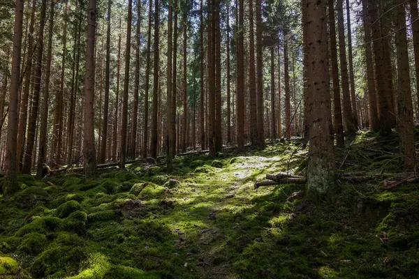 Yosun, devrilmiş ağaçlar ve taşlarla kaplı güzel, sık bir orman. Turistlerden saklanan yosun ormanı. Yüksek kalite fotoğraf