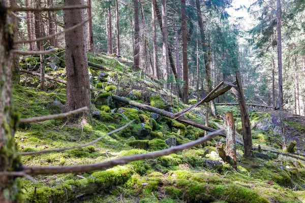 Yosun, devrilmiş ağaçlar ve taşlarla kaplı güzel, sık bir orman. Turistlerden saklanan yosun ormanı. Yüksek kalite fotoğraf