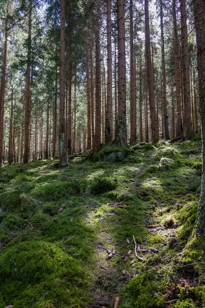 Yosun, devrilmiş ağaçlar ve taşlarla kaplı güzel, sık bir orman. Turistlerden saklanan yosun ormanı. Yüksek kalite fotoğraf