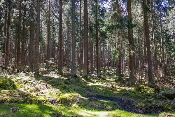 Yosun, devrilmiş ağaçlar ve taşlarla kaplı güzel, sık bir orman. Turistlerden saklanan yosun ormanı. Yüksek kalite fotoğraf