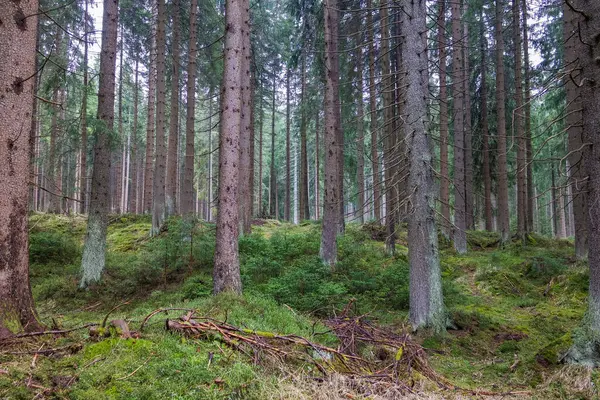 Yosun, devrilmiş ağaçlar ve taşlarla kaplı güzel, sık bir orman. Turistlerden saklanan yosun ormanı. Yüksek kalite fotoğraf