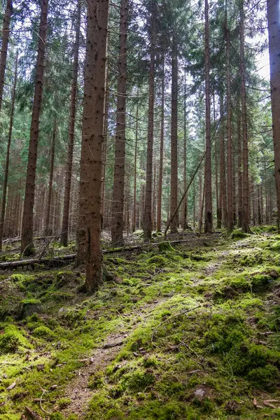 Yosun, devrilmiş ağaçlar ve taşlarla kaplı güzel, sık bir orman. Turistlerden saklanan yosun ormanı. Yüksek kalite fotoğraf